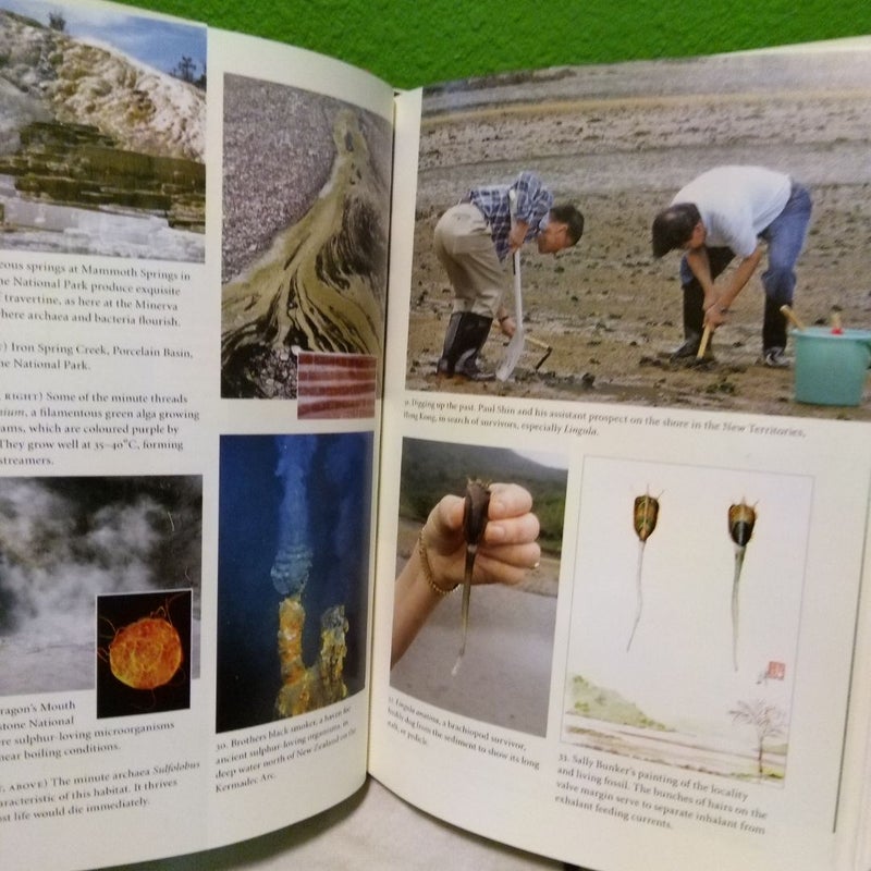 Horseshoe Crabs and Velvet Worms