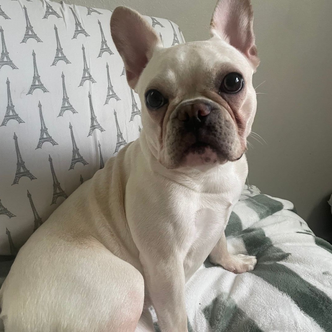 BulldogMom87