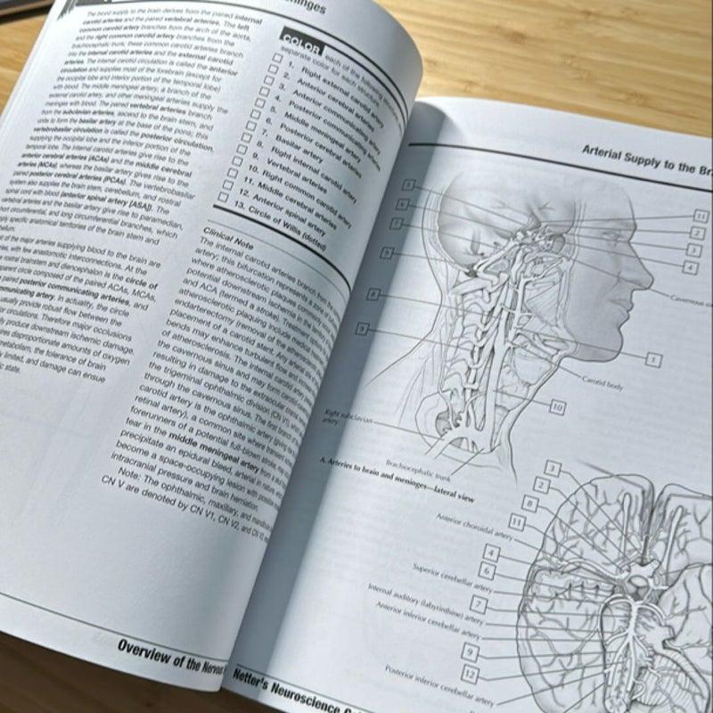 Netter's Neuroscience Coloring Book