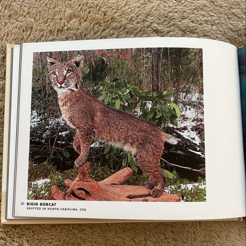 Crap Taxidermy