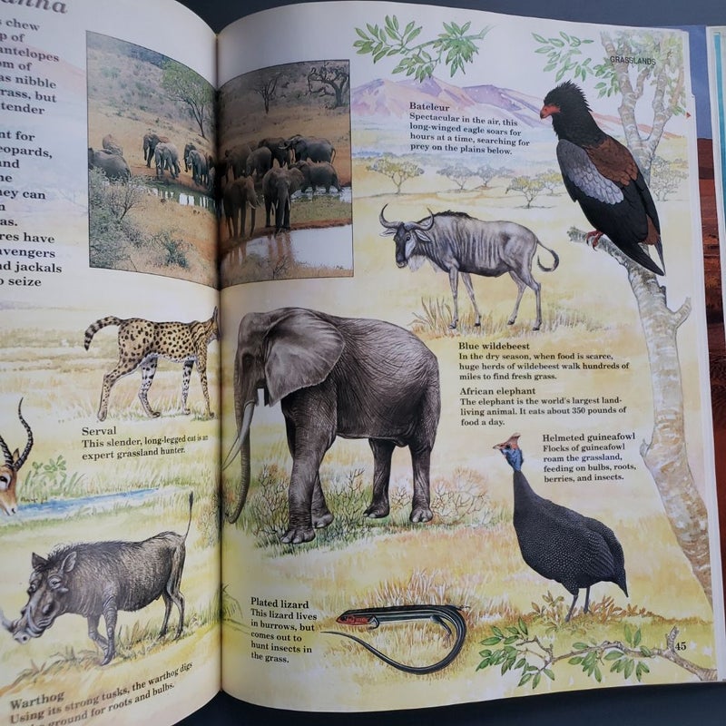 Animal Encyclopedia for Children