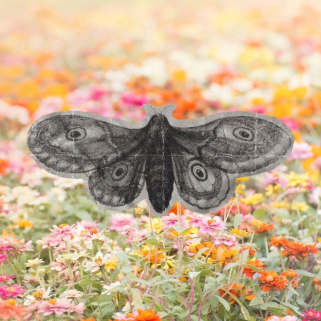 Garden Moth Books
