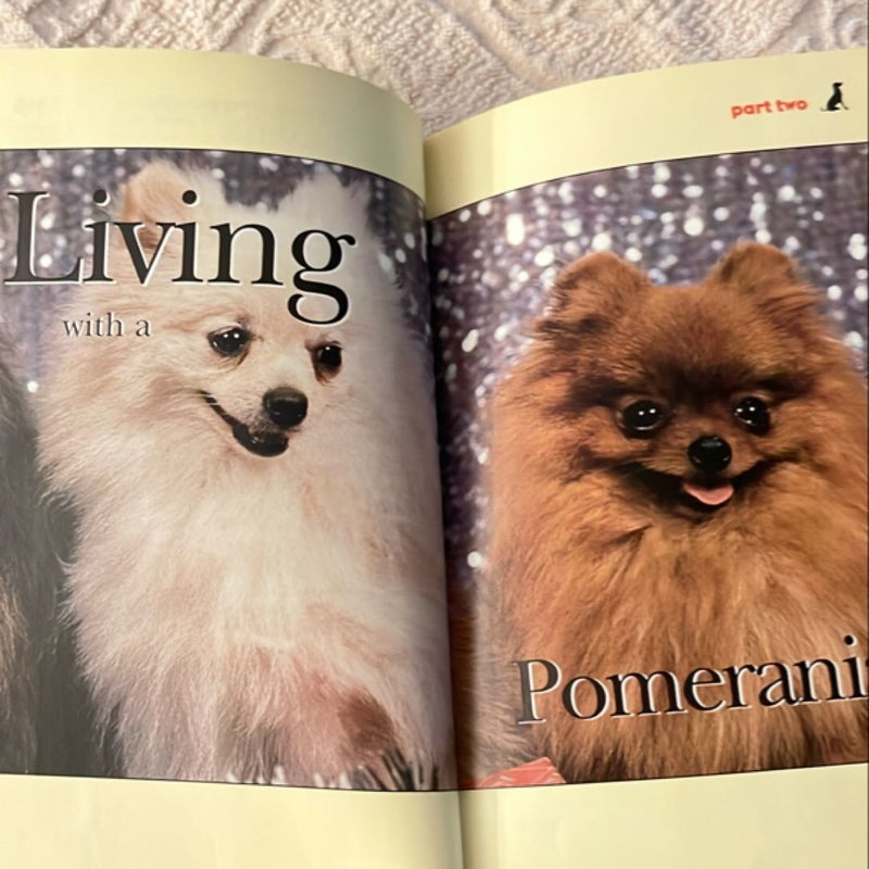 Pomeranian