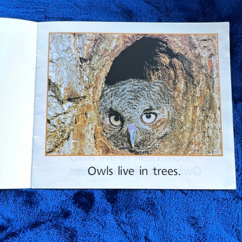 Owls Live in Trees