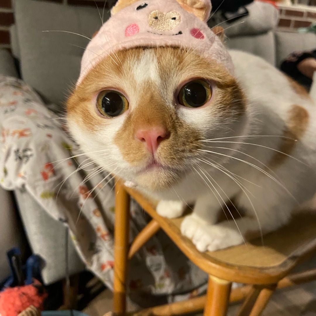 MeeshMallow