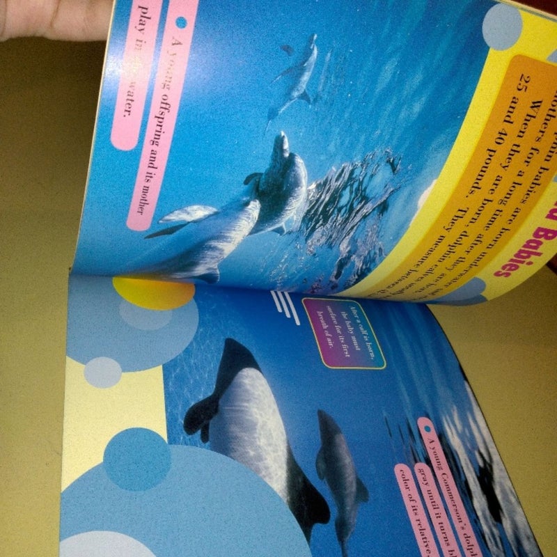 All about Dolphins