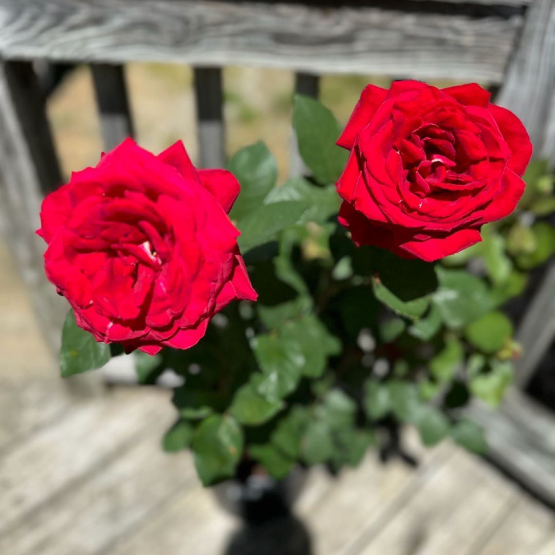 Laken Royal