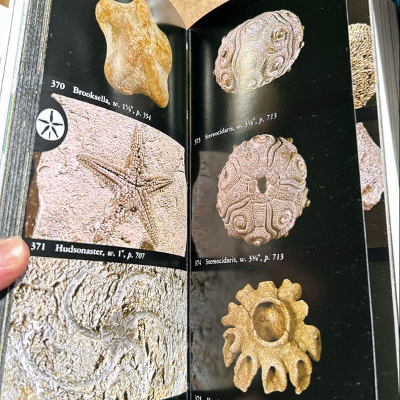 National Audubon Society Field Guide to Fossils