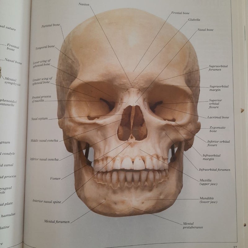 Eyewitness Visual Dictionaries: the Visual Dictionary of the Human Body