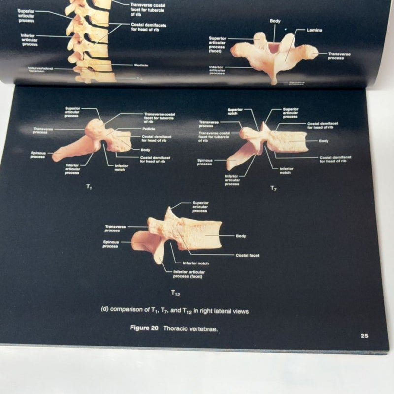 A Brief Atlas of the Human Body