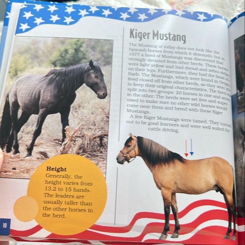 American Dream Horses