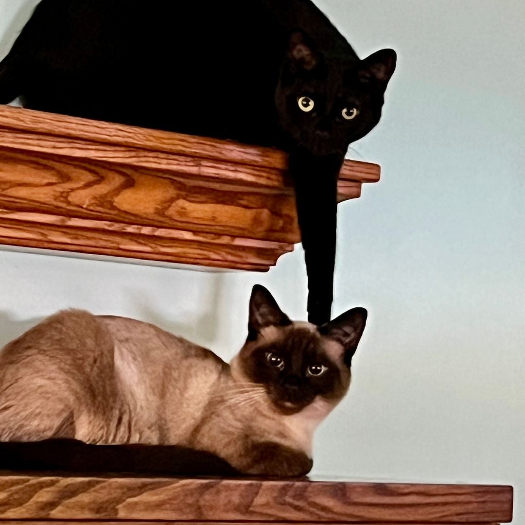 Bookitty