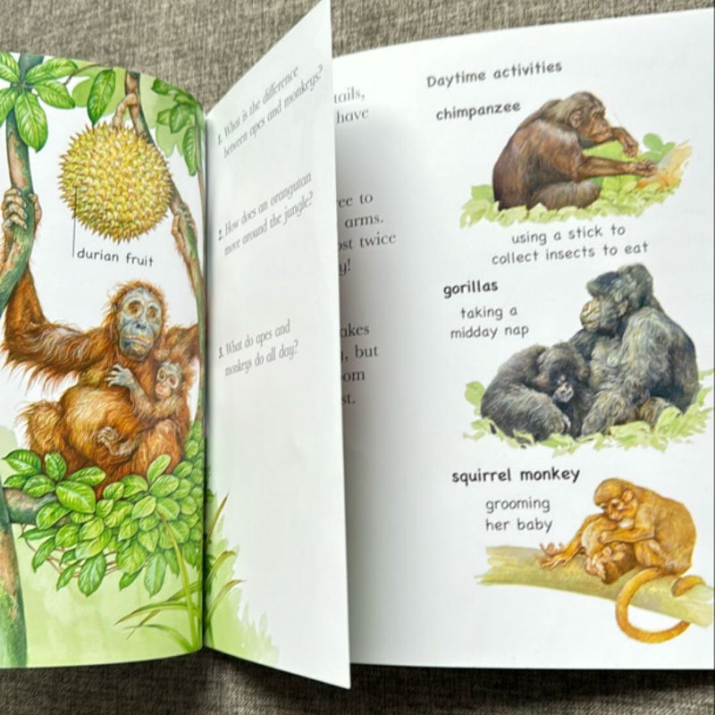 Flip the Flaps: Jungle Animals