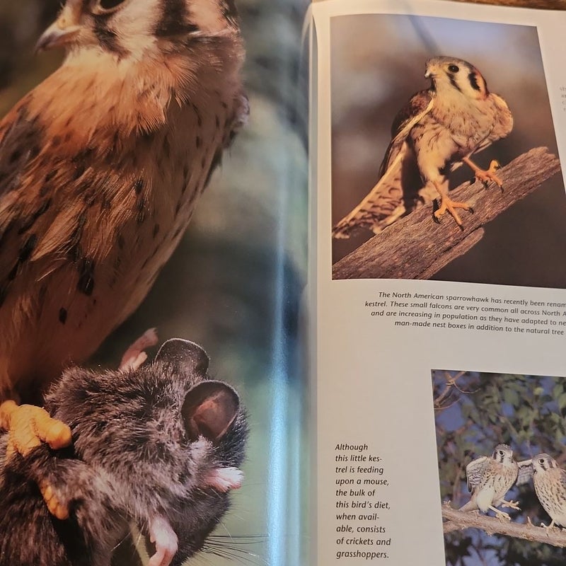 BIRDS OF PREY 