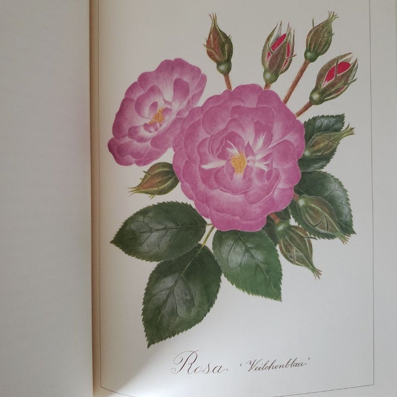 Roses 1st Edition 