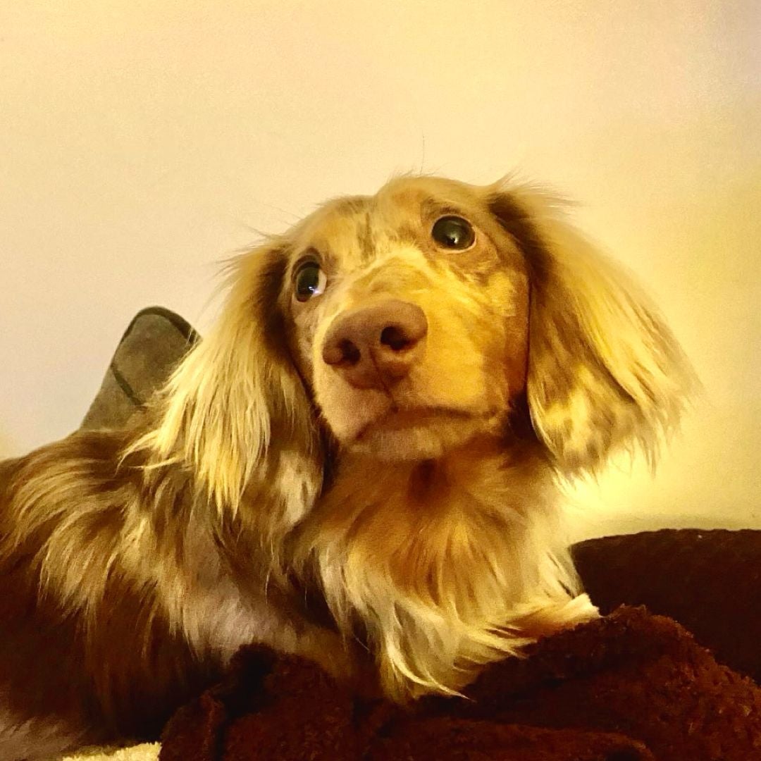 Wendy & the Judgemental  Dachshund