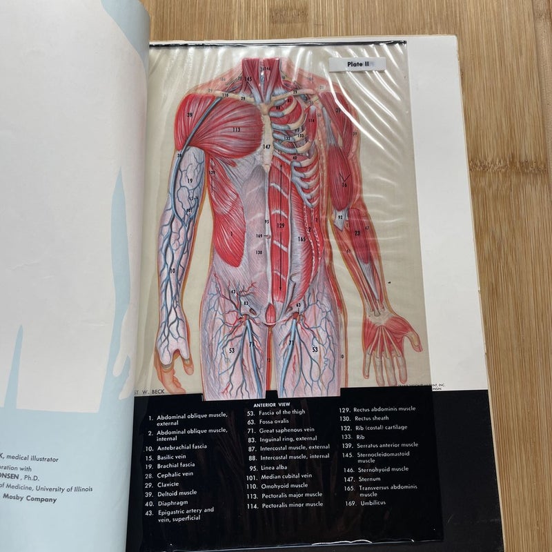 An Atlas Of The Human Body 