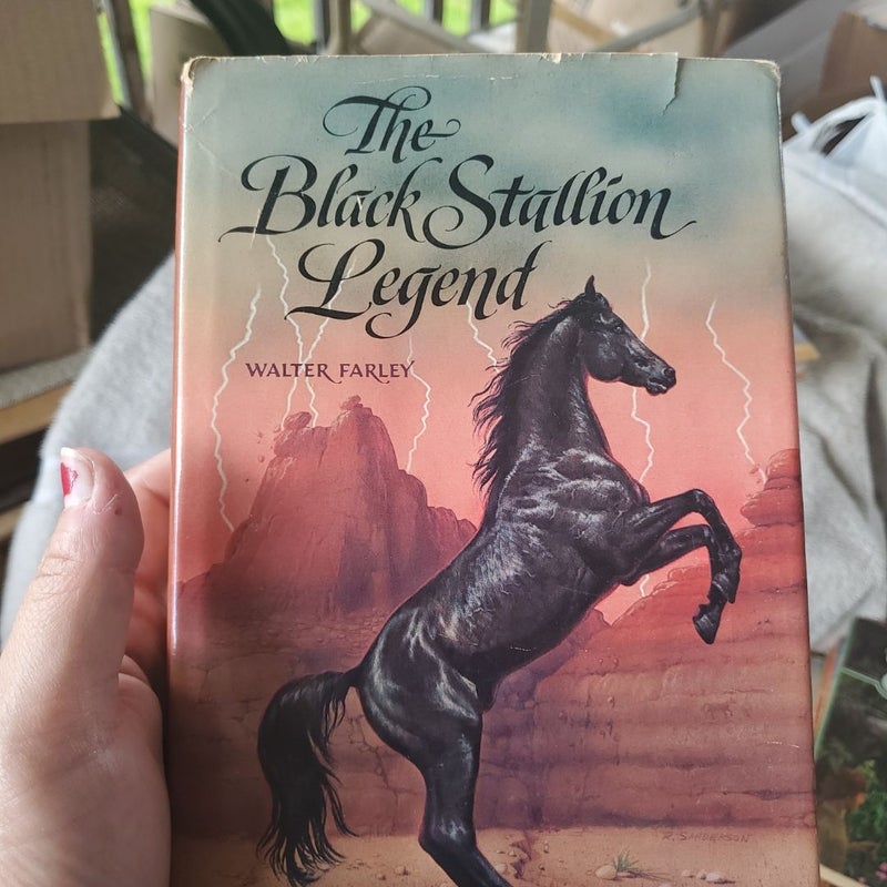 The black stallion 