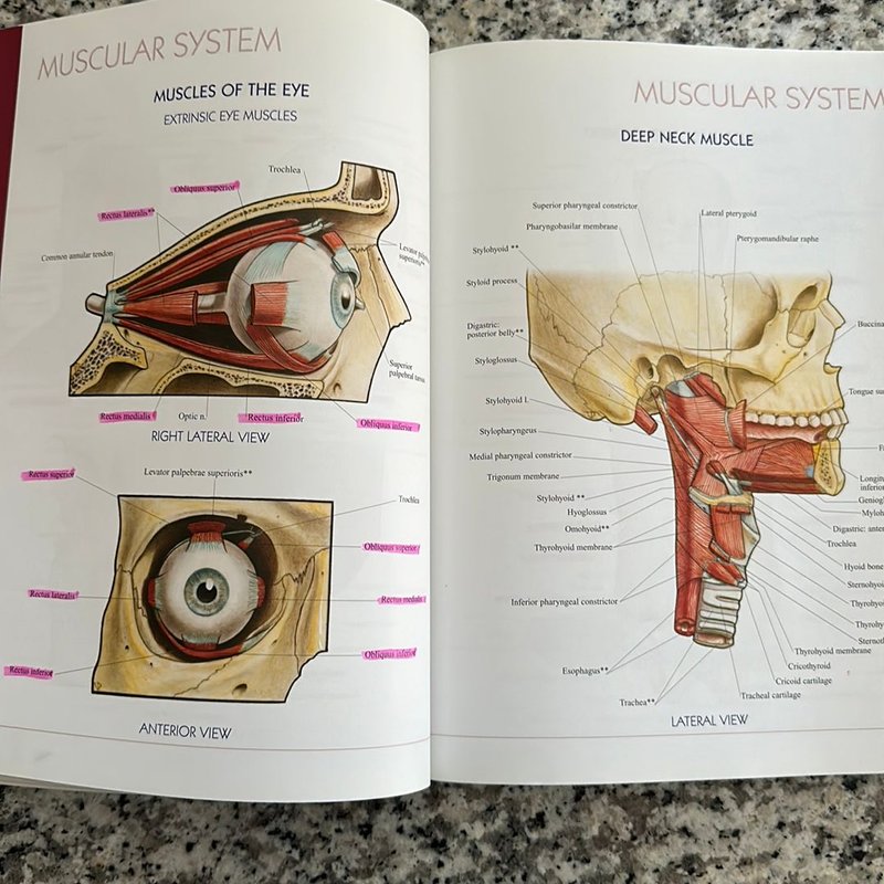 Atlas of Human Anatomy by Vincent Perez