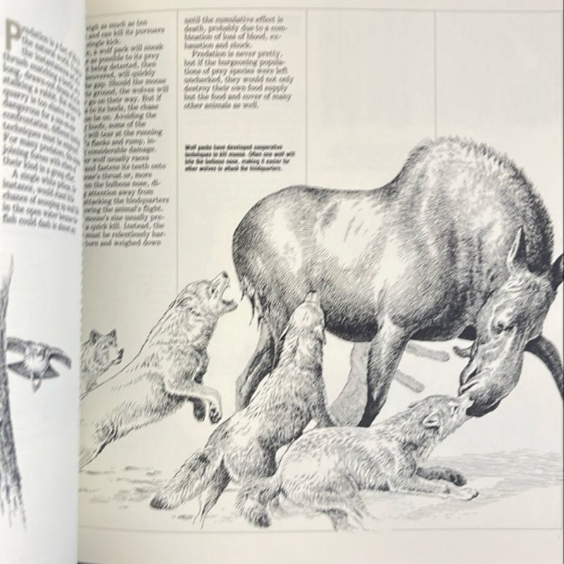 Ned Smith's Wildlife Sketchbook