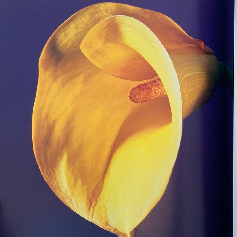 Mapplethorpe: the Complete Flowers by Robert Mapplethorpe