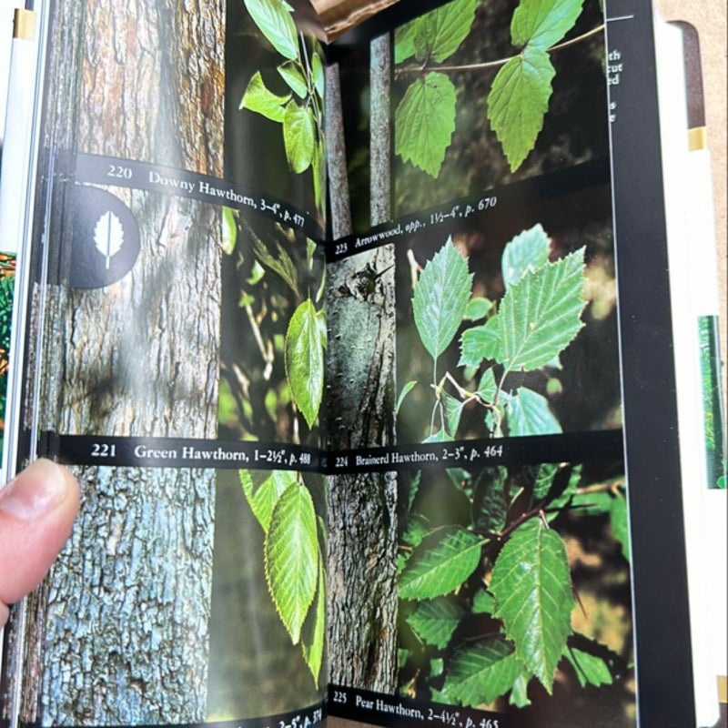 National Audubon Society Field Guide to North American Trees--E