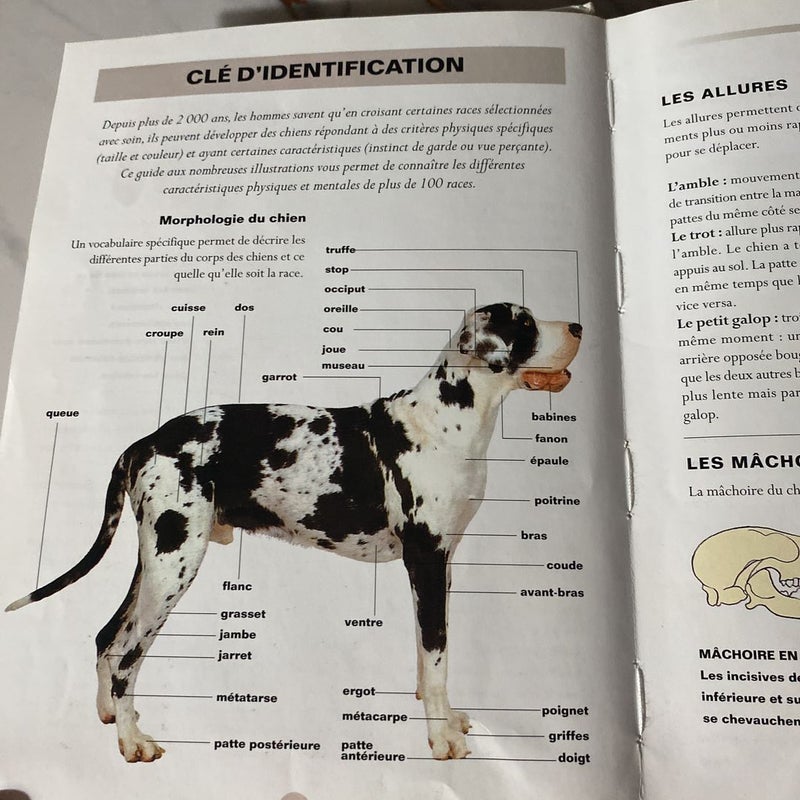 Chiens & Chiots
