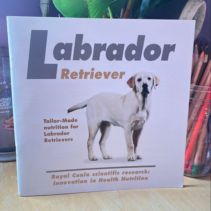 Labrador Retriever