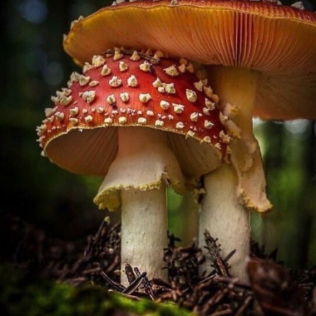 Toadstool Books