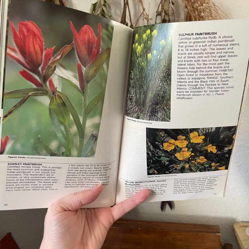 Forest Wildflowers