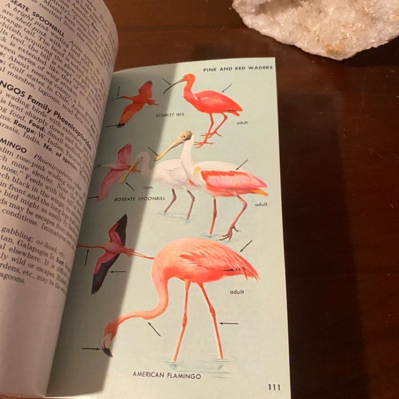 Field Guide to Eastern Birds