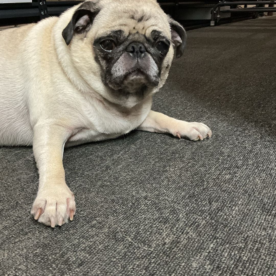 PugMotherBooks