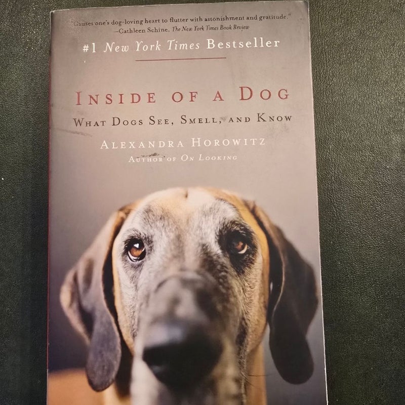 Inside of a Dog