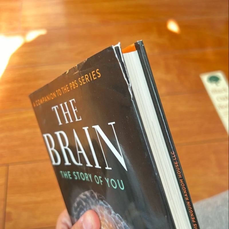 The Brain