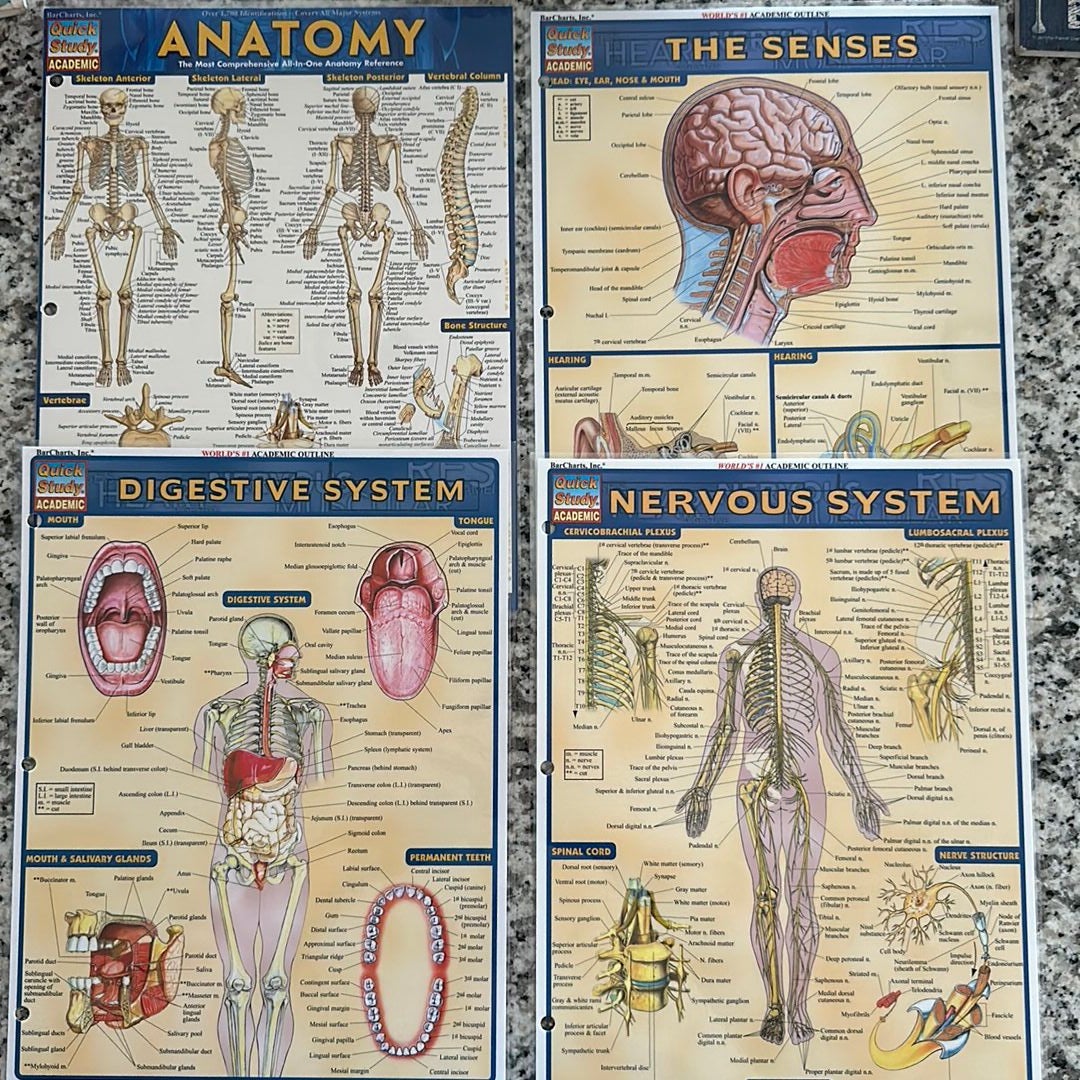 Quick Study Anatomy & Physiology by QuickStudy, Paperback