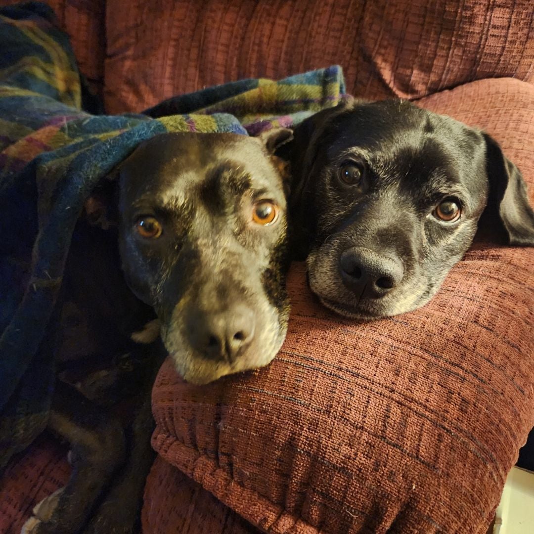 4 dogs 1 house