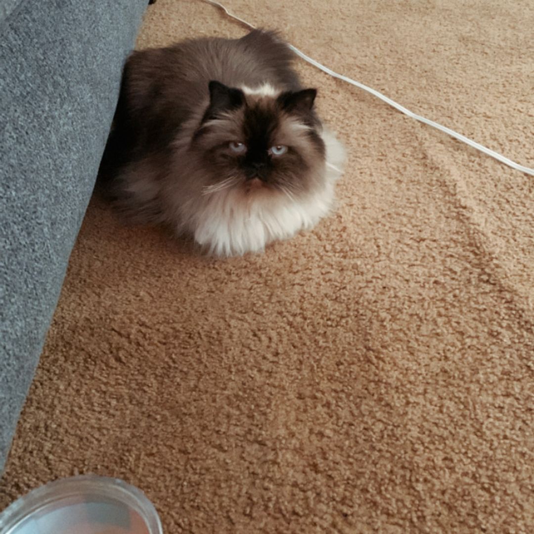 Sammy