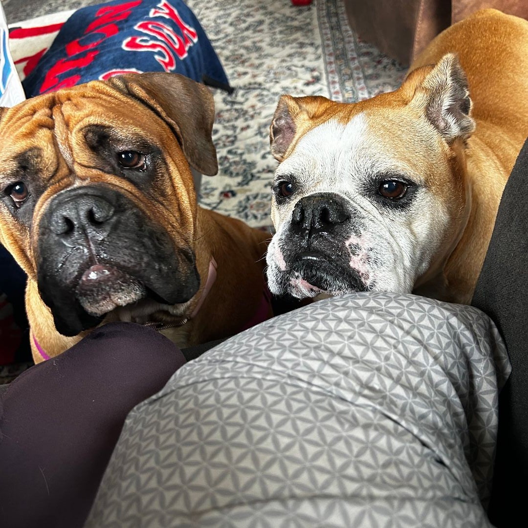 bulldog book collection!