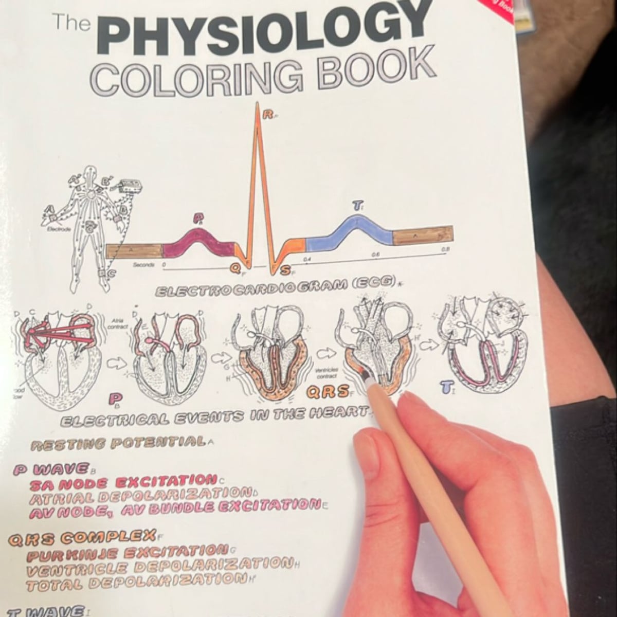 The Physiology Coloring Book by Wynn Kapit, Robert I. Macey, Keith J ...