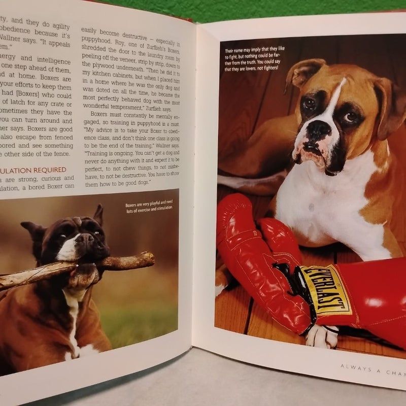 Boxer + 2 DVDs