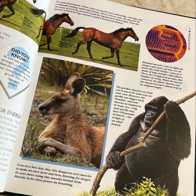 Mammals