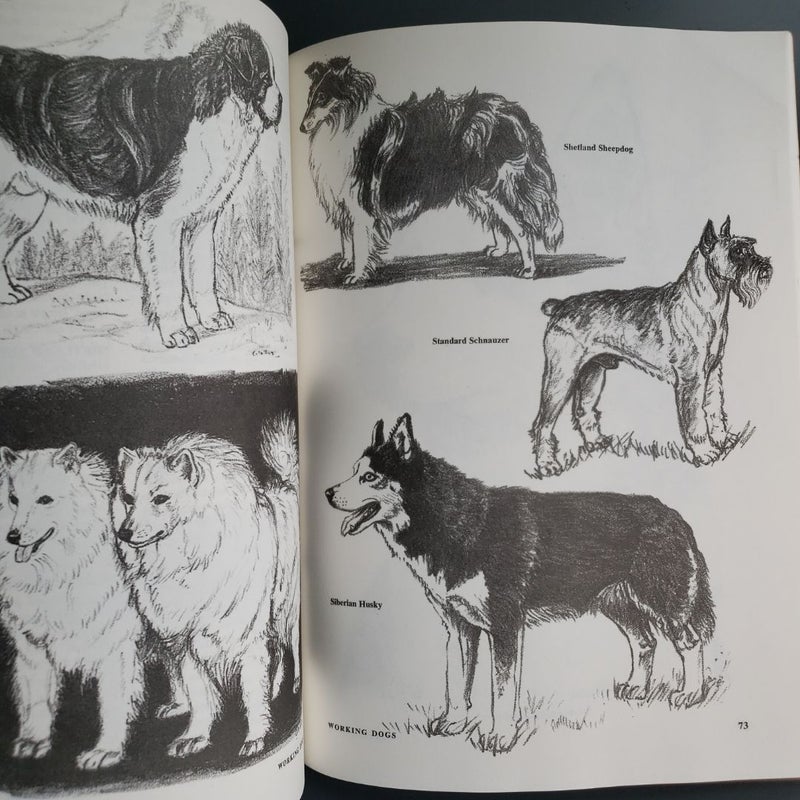 101 Dog Illustrations