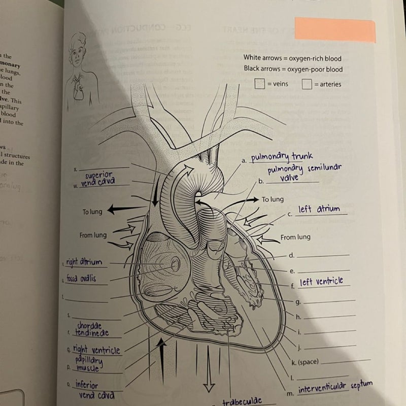 Anatomy Coloring Book with 450+ Realistic Medical Illustrations with Quizzes for Each + 96 Perforated Flashcards of Muscle Origin, Insertion, Action, and Innervation