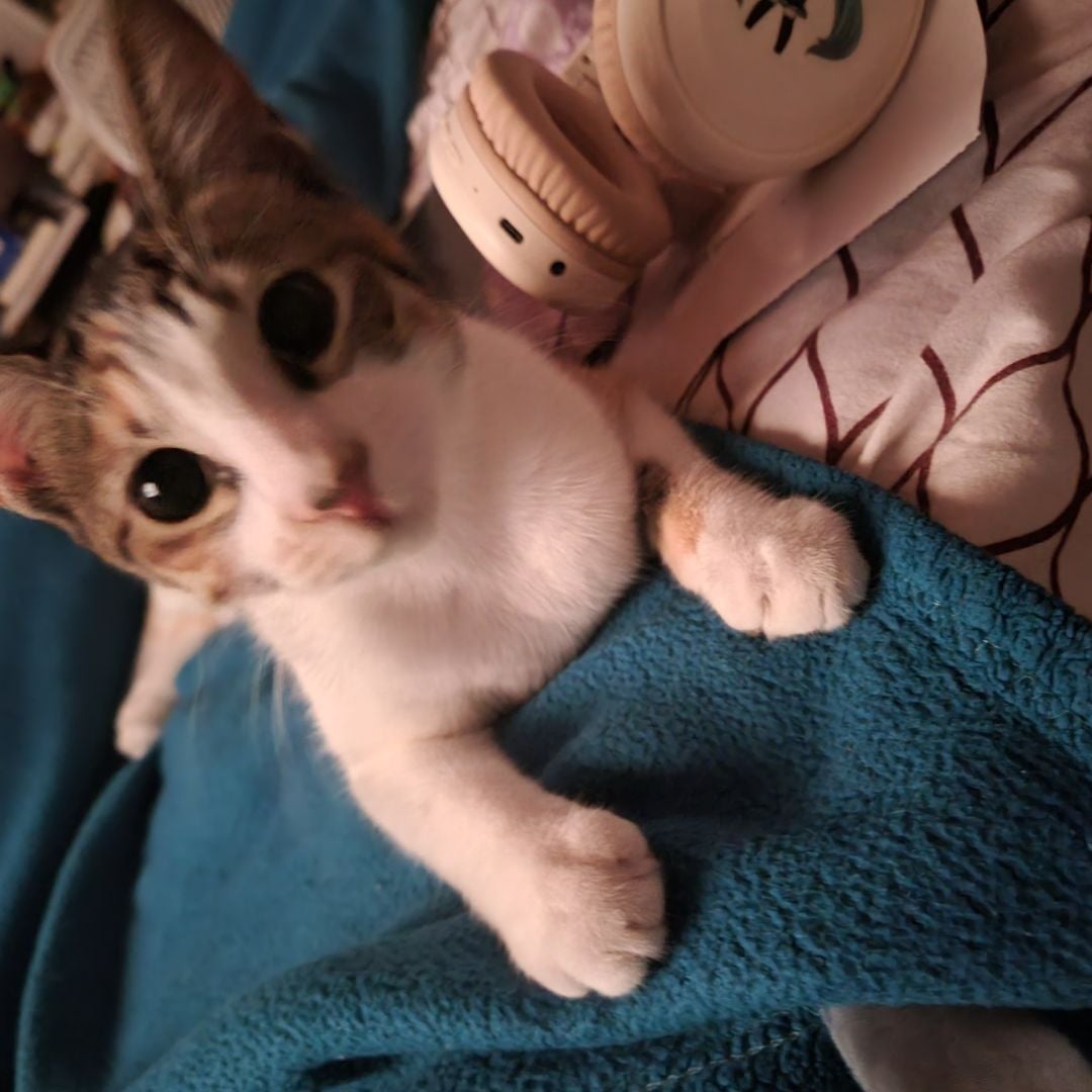 Rayi