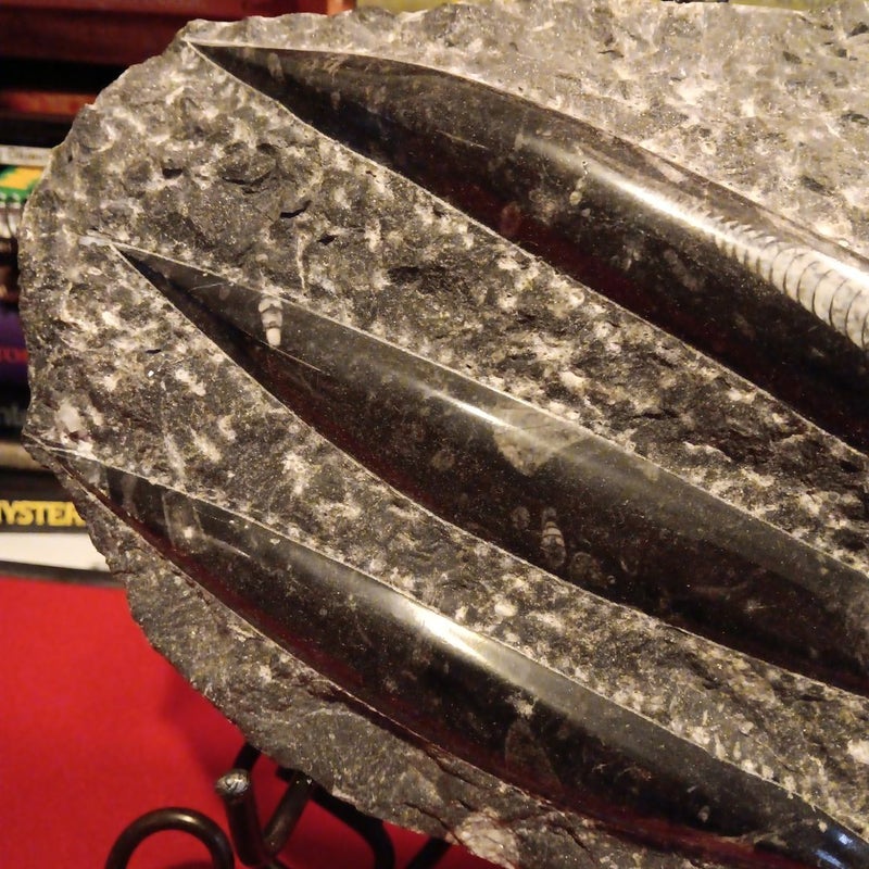 240-500 Million year old Fossil Orthoceras Squid