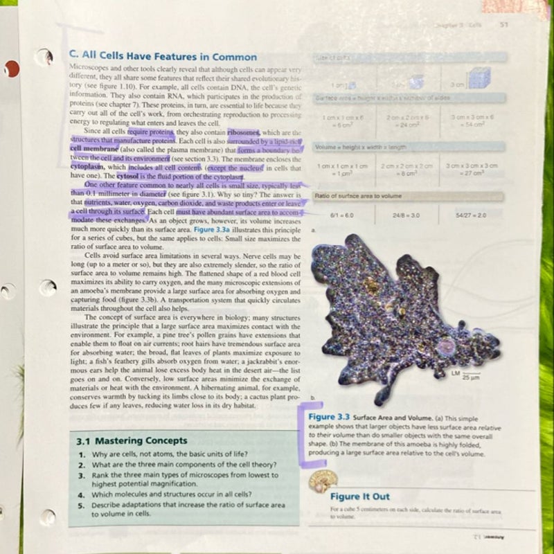 Loose Leaf Version for Biology: the Essentials