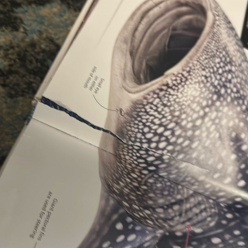 Super Shark Encyclopedia