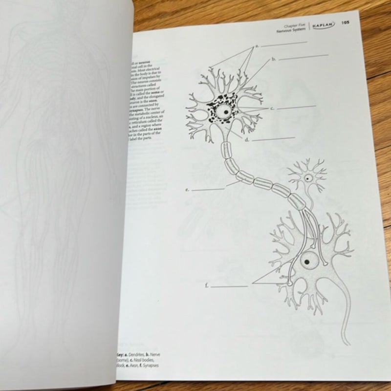 Anatomy Coloring Book