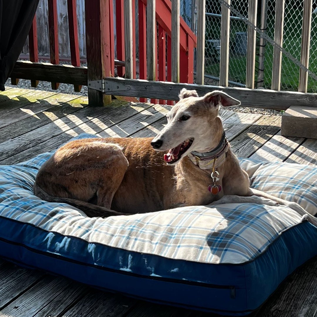 Houndheaven