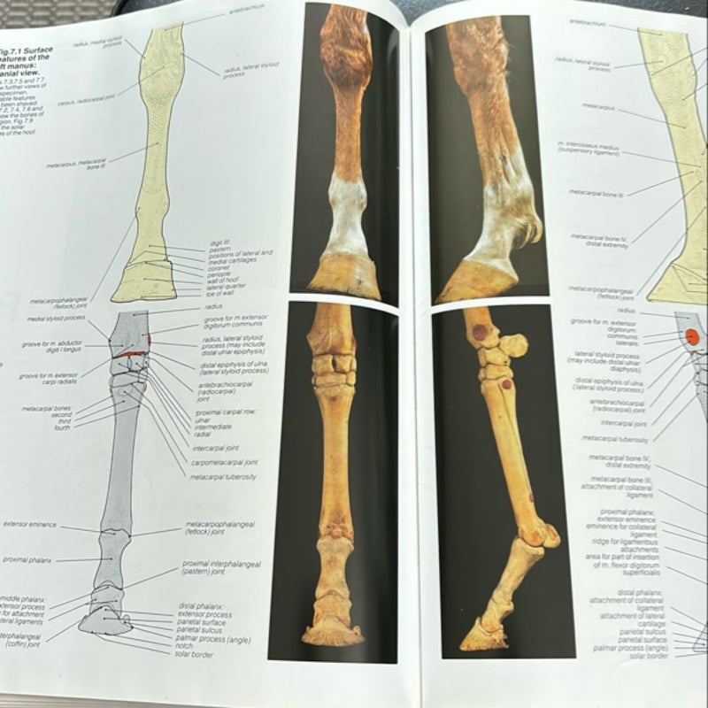 Veterinary Anatomy 